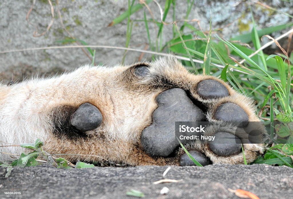 Leão Pata com garras - Royalty-free Animais caçando Foto de stock