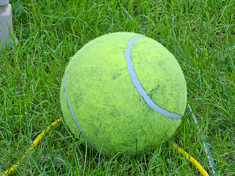 A closeup of a large tennis ball sitting on a law.