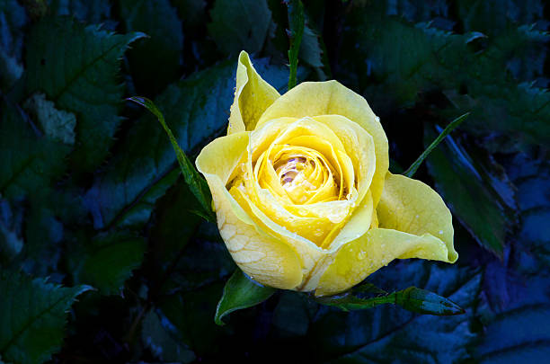 Wet Yellow Rose on a dark background stock photo