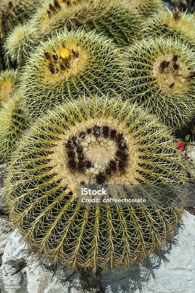 Echinocactus grusonii Cactus in the natural environment Beauty In Nature Stock Photo