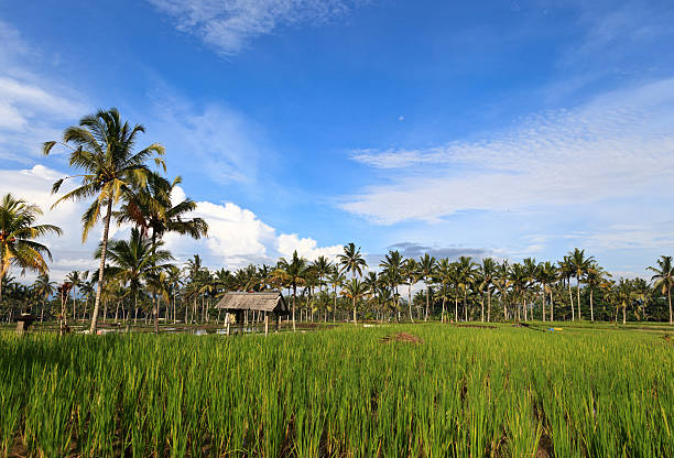 istock Rice terrace on Bali island 160342589