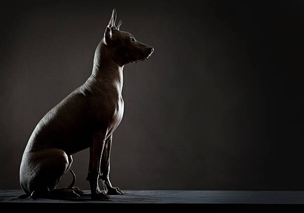 Mexican xoloitzcuintle stock photo
