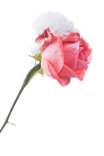 Rose And Snow - with clipping path stock photo