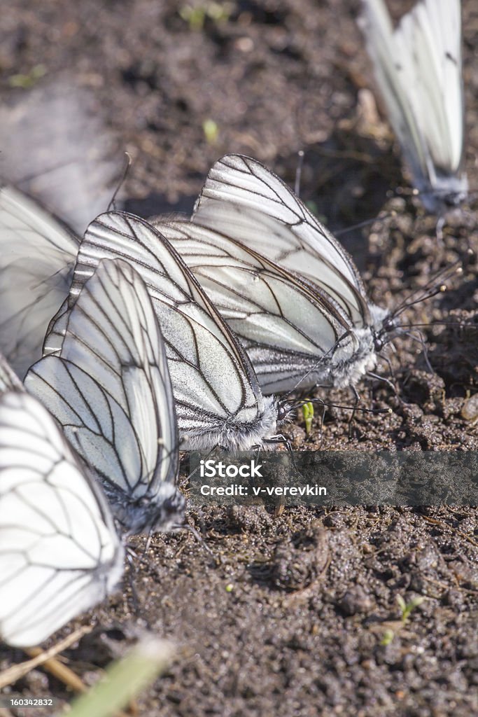 É um monte de borboletas em solo - Foto de stock de Borboleta royalty-free