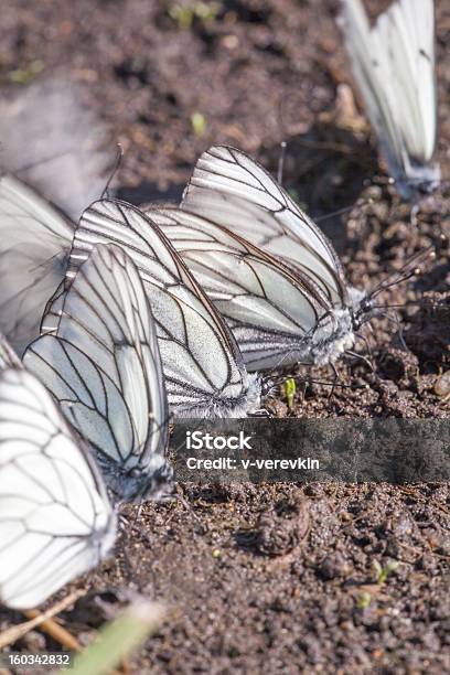 Foto de É Um Monte De Borboletas Em Solo e mais fotos de stock de Borboleta - Borboleta, Excesso, Fotografia - Imagem