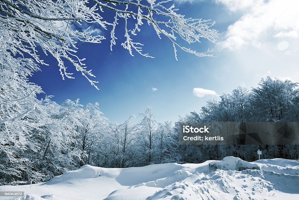 Naturaleza de invierno - Foto de stock de Aire libre libre de derechos