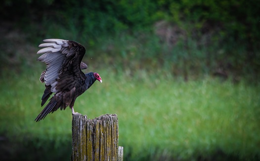 The turkey vulture (Cathartes aura), also known in some North American regions as the turkey buzzard (or just buzzard), and in some areas of the Caribbean as the John crow or carrion crow, is the most widespread of the New World vultures. One of three species in the genus Cathartes of the family Cathartidae, the turkey vulture ranges from southern Canada to the southernmost tip of South America. It inhabits a variety of open and semi-open areas, including subtropical forests, shrublands, pastures, and deserts.