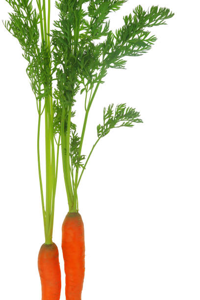 istock Fresh carrots with leaves isolated on white transparent background 1603443046