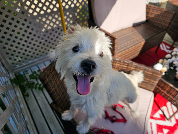istock Westie on Chair 1603443598