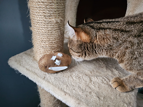 A cat sniffing a potato that has a facing on it from tape.