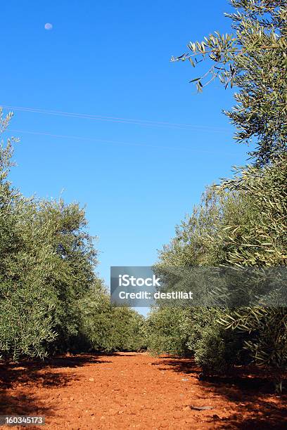 Olivenbäume Im Garten Stockfoto und mehr Bilder von Agrarbetrieb - Agrarbetrieb, Alt, Ast - Pflanzenbestandteil