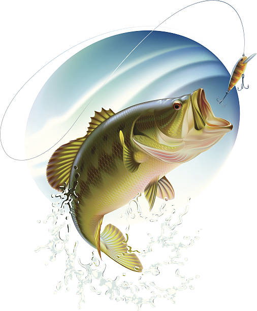 Largemouth bass catching a bait Largemouth bass is catching a bait and jumping in water spray. Layered vector illustration. bass fish stock illustrations