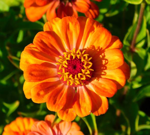 istock Zinnia elegans orange color 1603458878