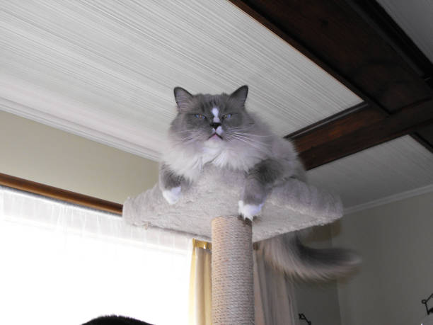 istock Cranky Ragdoll on Cat Tower 1603461570