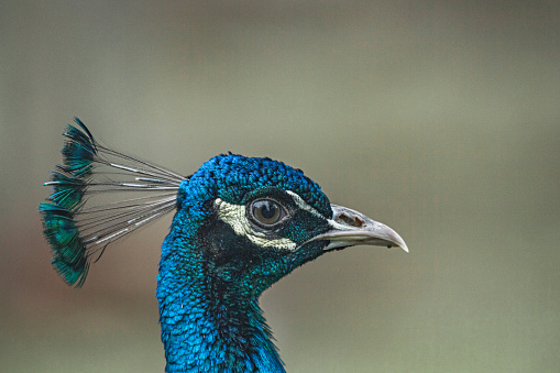 Male peacock feathers open