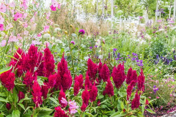 Blooming bed with pink celosia argentea, commonly known as the plumed cockscomb or silver cock's comb