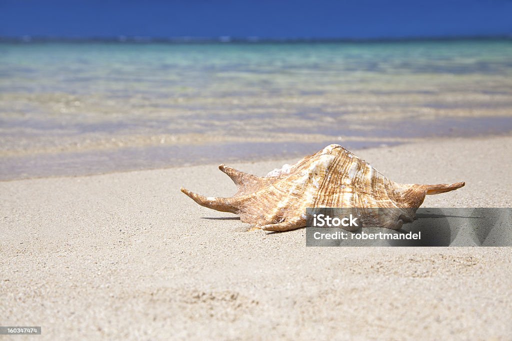 Sea Shell - Lizenzfrei Afrika Stock-Foto