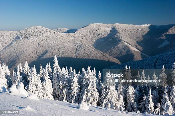 Abete Con Neve - Fotografie stock e altre immagini di Ambientazione esterna - Ambientazione esterna, Area selvatica, Bellezza naturale