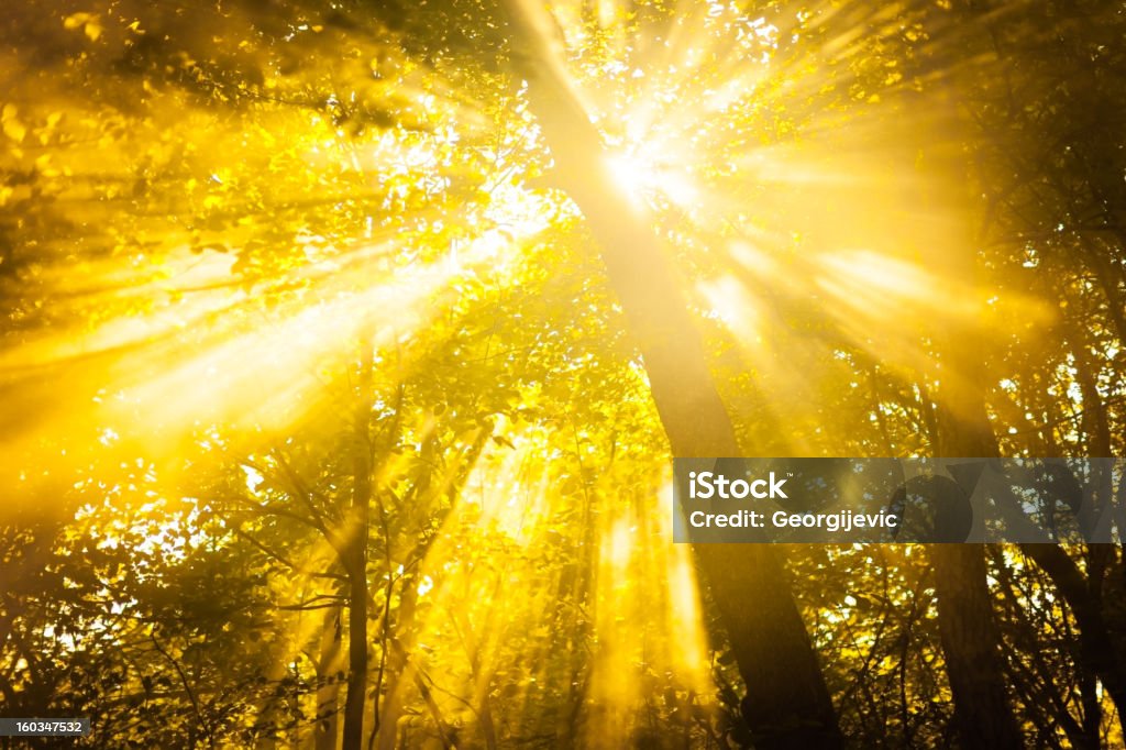 Luce solare - Foto stock royalty-free di Albero