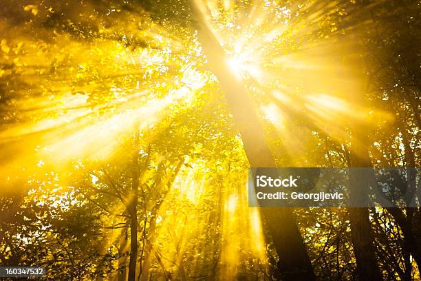 Luce Solare - Fotografie stock e altre immagini di Albero - Albero, Ambientazione esterna, Ambiente