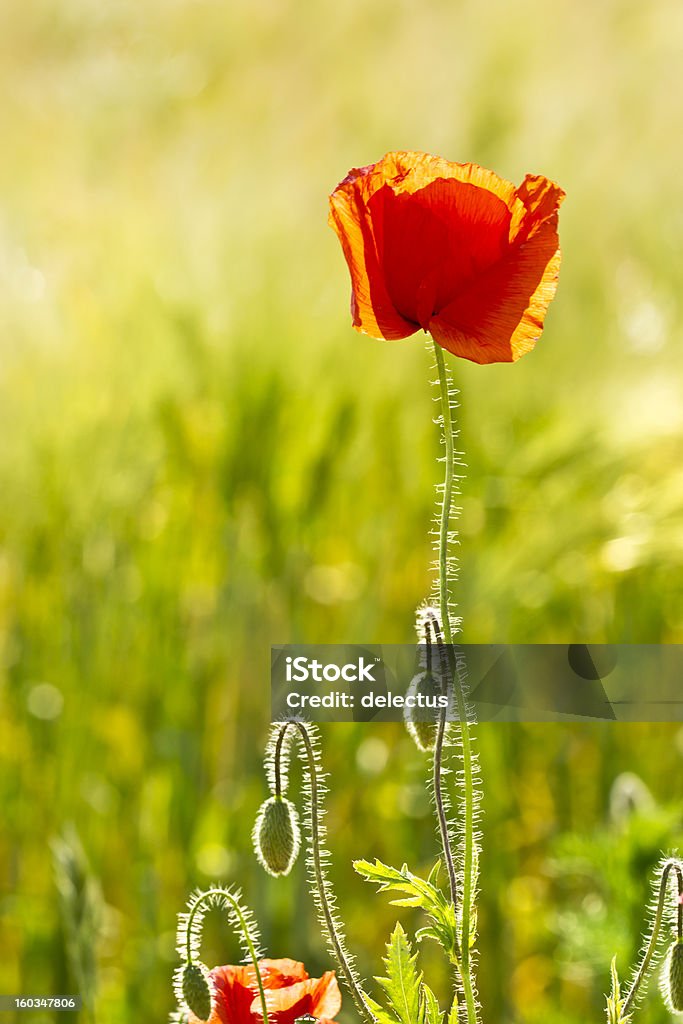 Poppies in einer Sommer-Wiese - Lizenzfrei Blau Stock-Foto