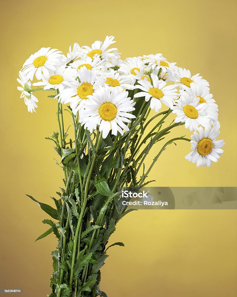 Ramo de flores frescas daisies aislado sobre fondo amarillo - Foto de stock de Amarillo - Color libre de derechos