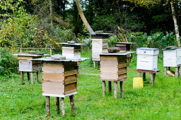 istock Number of ramshackle bee hives 1603482783