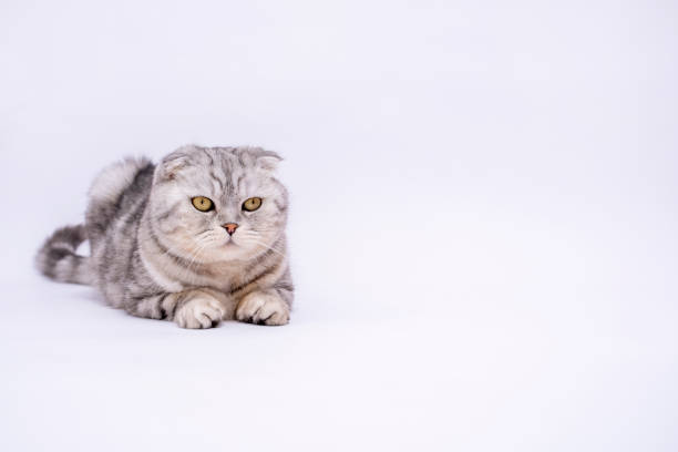 portrait Purebred Scottish Fold cat on a white background with copy space. Banner with place for text. Shop for animals. Grey background. Cute animals. High quality photo