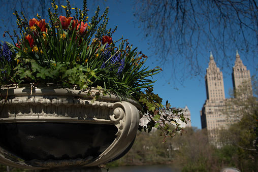 A closeup of one of the large, decorative planters at each end of Bow Bridge in Central Park featuring springtime flowers. The twin towers of San Remo Apartments, an icon of the Upper West Side, are in the background.