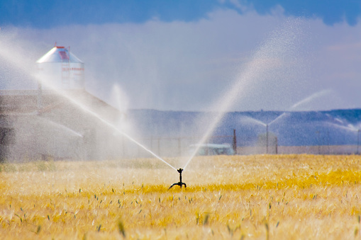 Agricultural Sprinkler irrigating a wheat field. Lleida,  Lérida, Catalonia, Spain. Agricultural building.
