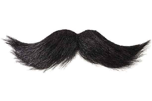 Large Black Moustache Large Black Moustache