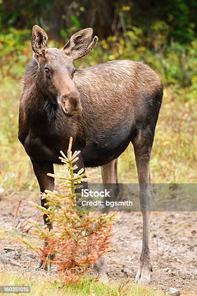 Wild Alce - Fotografias de stock e mais imagens de Alberta - Alberta, Alce, Animal