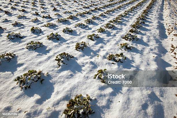 Campo De Fresas Cubiertas De Nieve Foto de stock y más banco de imágenes de Agricultura - Agricultura, Aire libre, Ajardinado