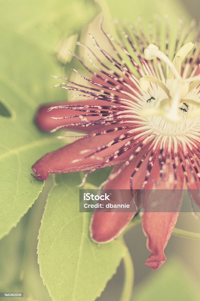 Fleur de la Passion - Photo de Beauté de la nature libre de droits