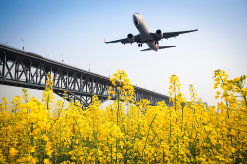 airplane and bridge with rapeseed flower in spring