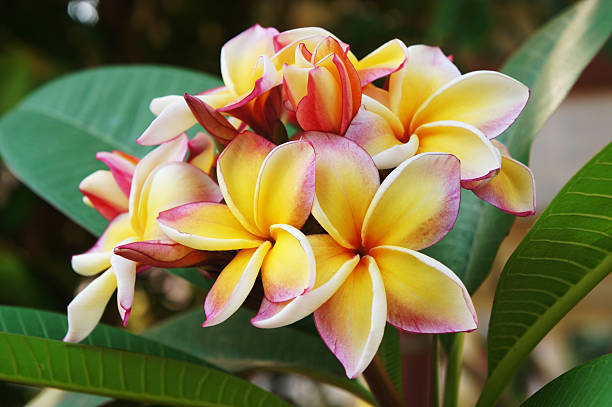 istock Yellow Plumeria 160352634