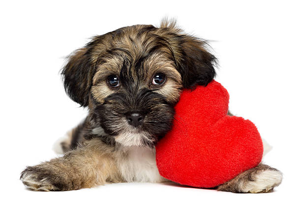 istock Lover Valentine Havanese puppy dog 160352680