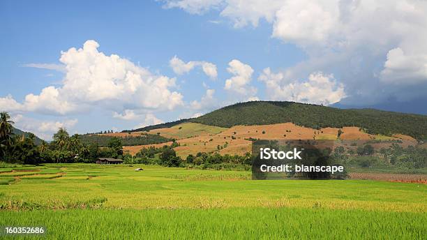 Foto de Cabana De Madeira E Arroz Field No Valley e mais fotos de stock de Agricultura - Agricultura, Arroz - Alimento básico, Arroz - Cereal