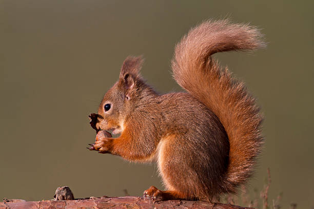 Red Squirrel eating hazel nut stock photo