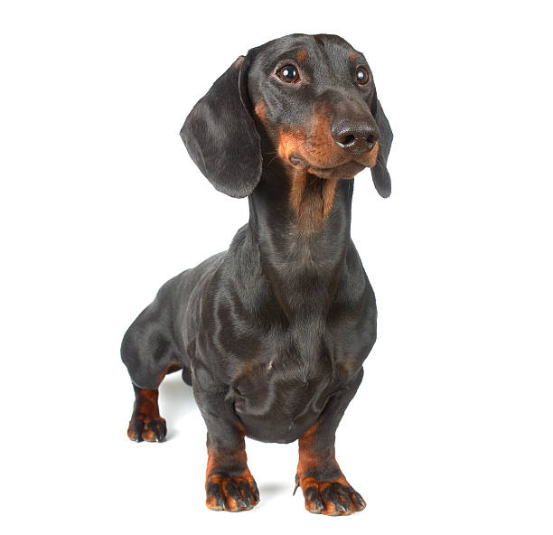 istock Young black and tan dachshund 160352788