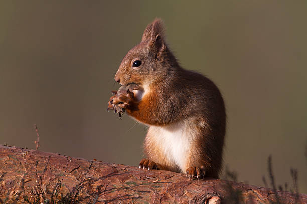 Red Squirrel stock photo