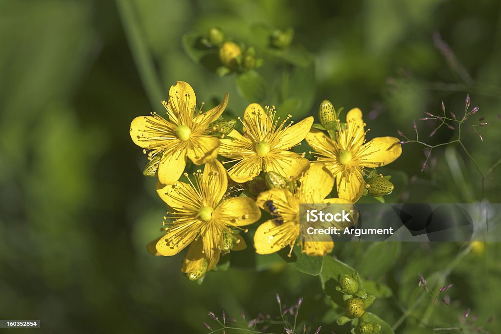 St. John's wort close up St. John's wort flowers in summer close up Blossom Stock Photo