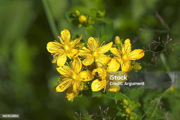 St Johns Wort Close Up Stock Photo - Download Image Now - Blossom, Close-up, Color Image