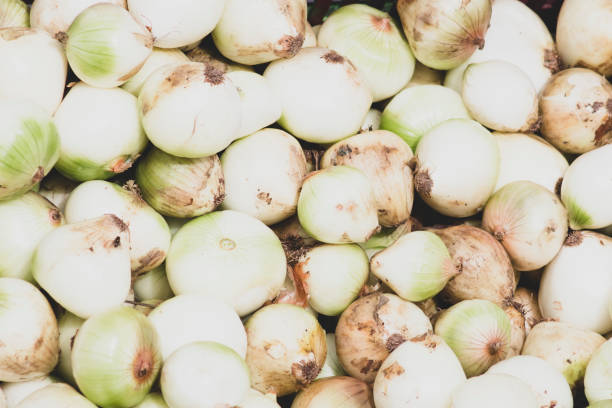 Selling white onions at the vegetable market.