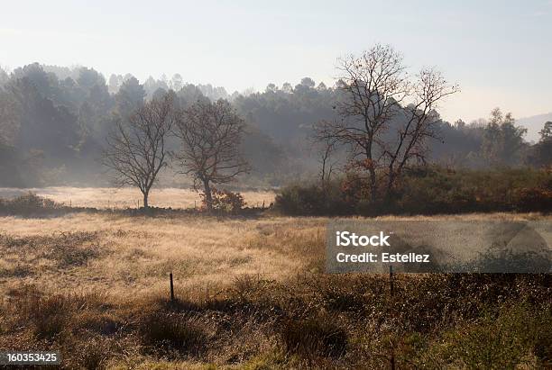 Nebbia Al Mattino Dopo Il Freddo Di Notte - Fotografie stock e altre immagini di Albero - Albero, Ambientazione esterna, Composizione orizzontale