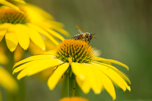 Macro closeup of a worker honey bee standing on a yellow echinacea flower in a garden collecting pollen to bring back to the hive.