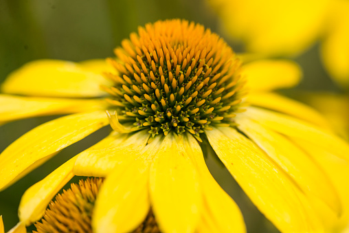 Extreme Macro closeup of a yellow echinacea coneflower with the pollen visibly clinging to the center of the flower in a garden in summer.