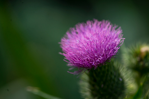 Closeup macro photo of a milk thistle weed that is growing a garden,