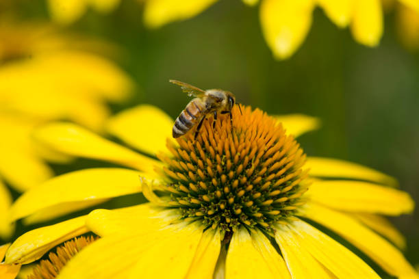 Macro closeup of a worker honey bee standing on a yellow echinacea flower in a garden collecting pollen to bring back to the hive.