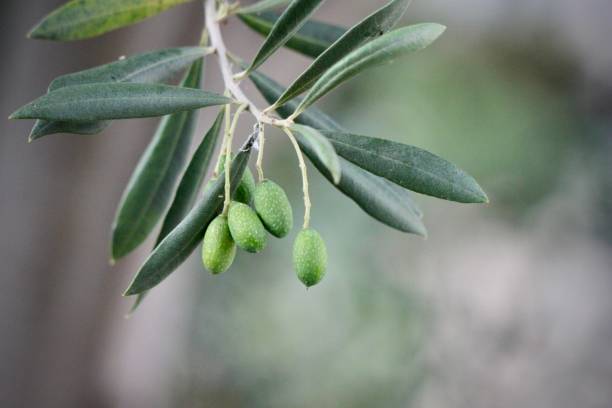 на переднем плане выделяются пять маслин на ветке - olive tree olive oil tree california стоковые фото и изображения